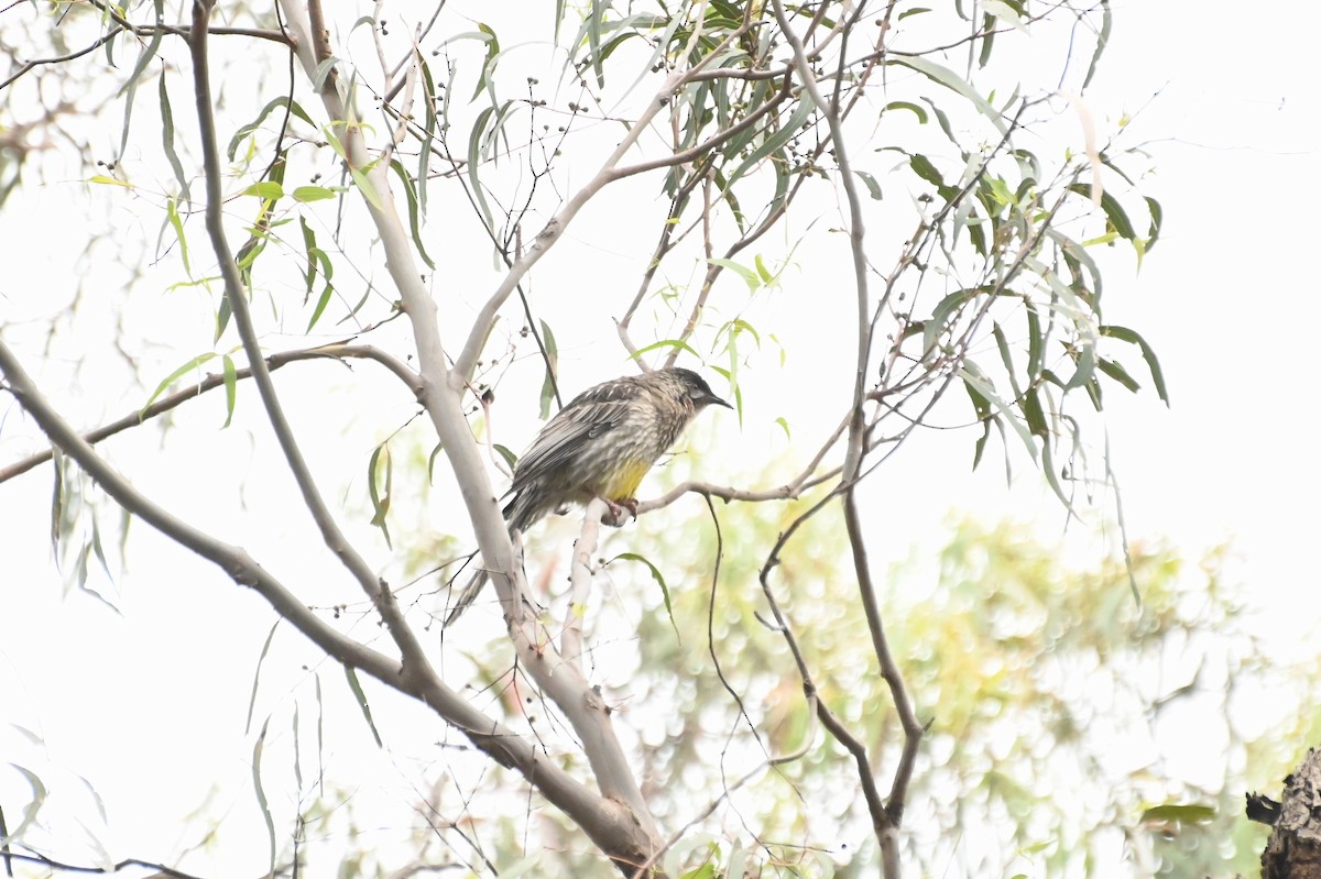 Red Wattlebird - ML623870537