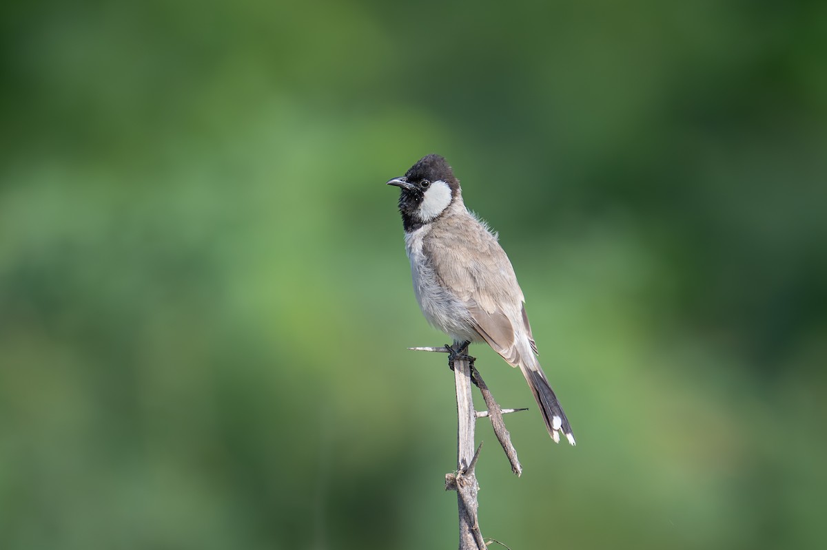 White-eared Bulbul - ML623870540