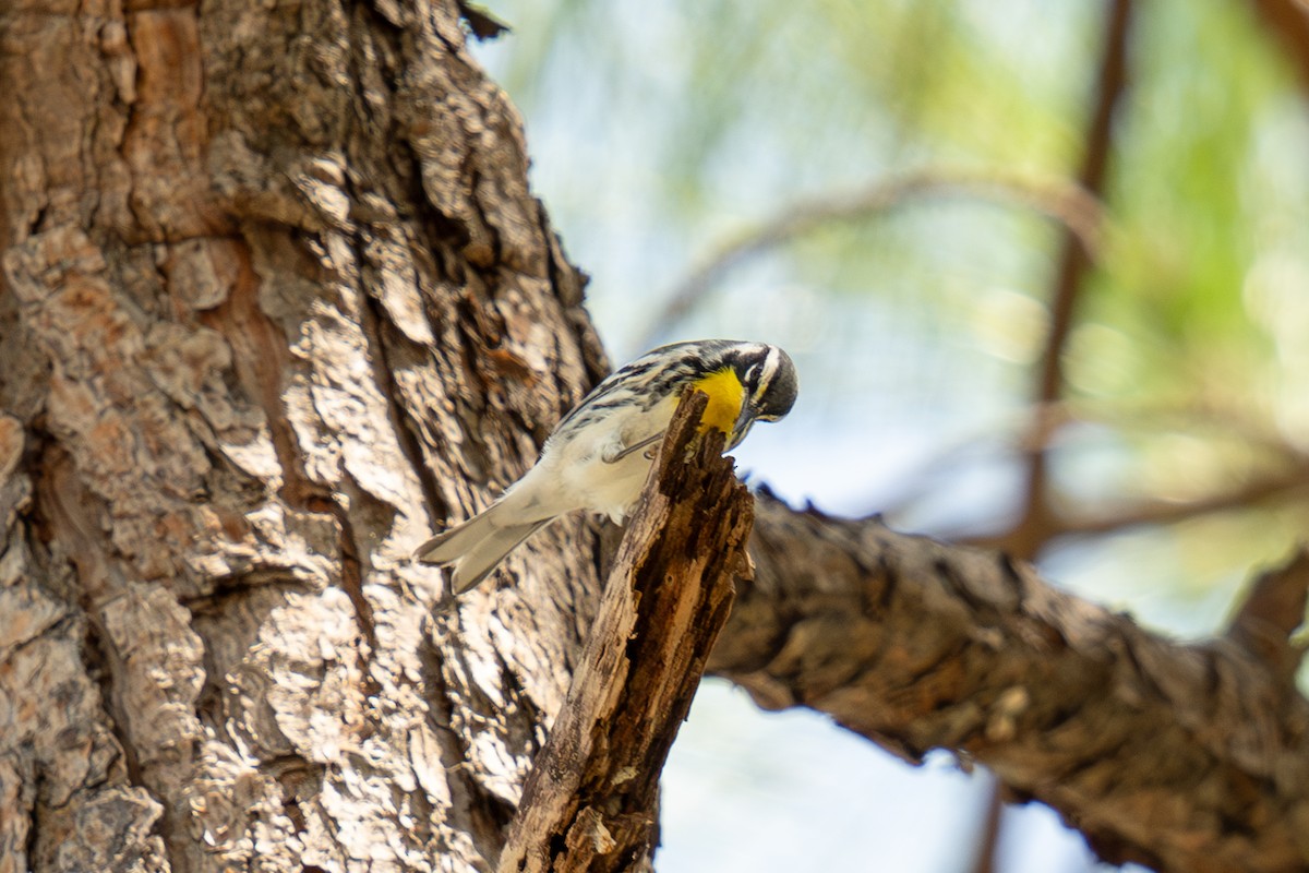 Yellow-throated Warbler - ML623870596