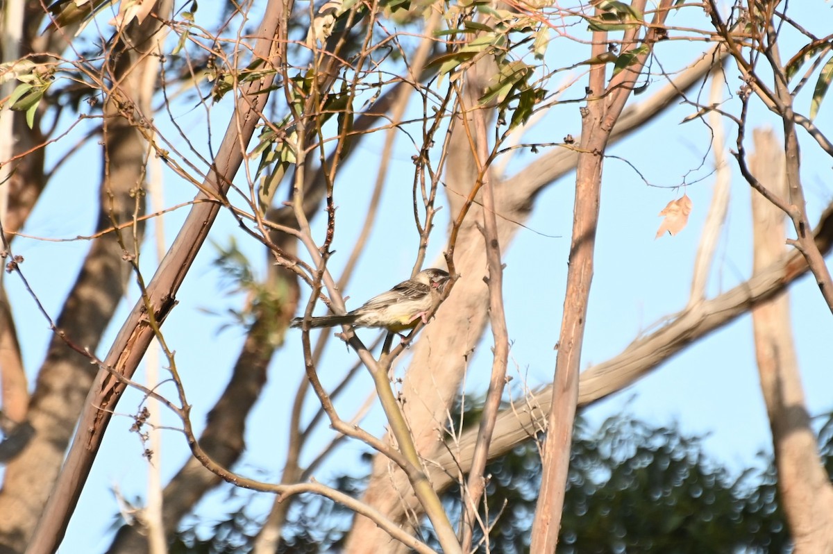 Red Wattlebird - ML623870604