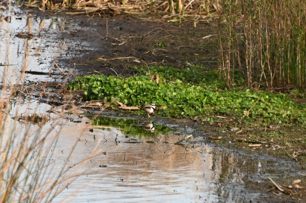 Black-fronted Dotterel - Melissa Allen