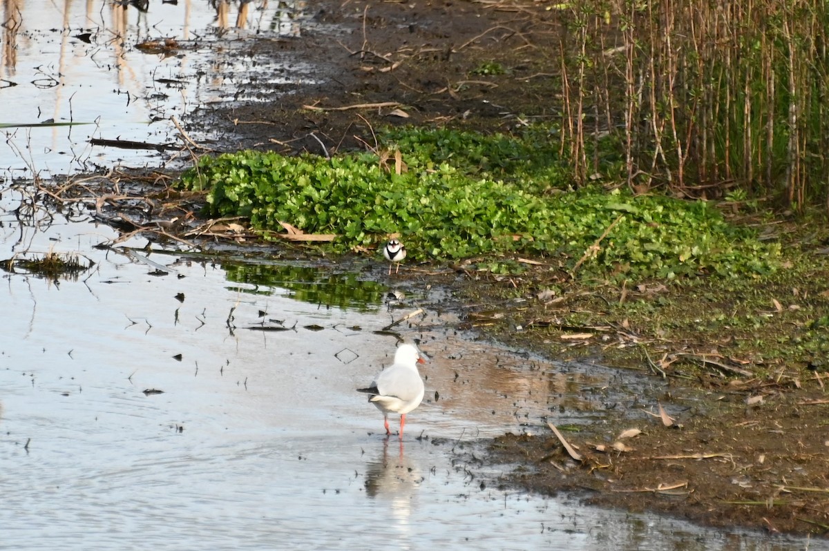 Silver Gull - ML623870630