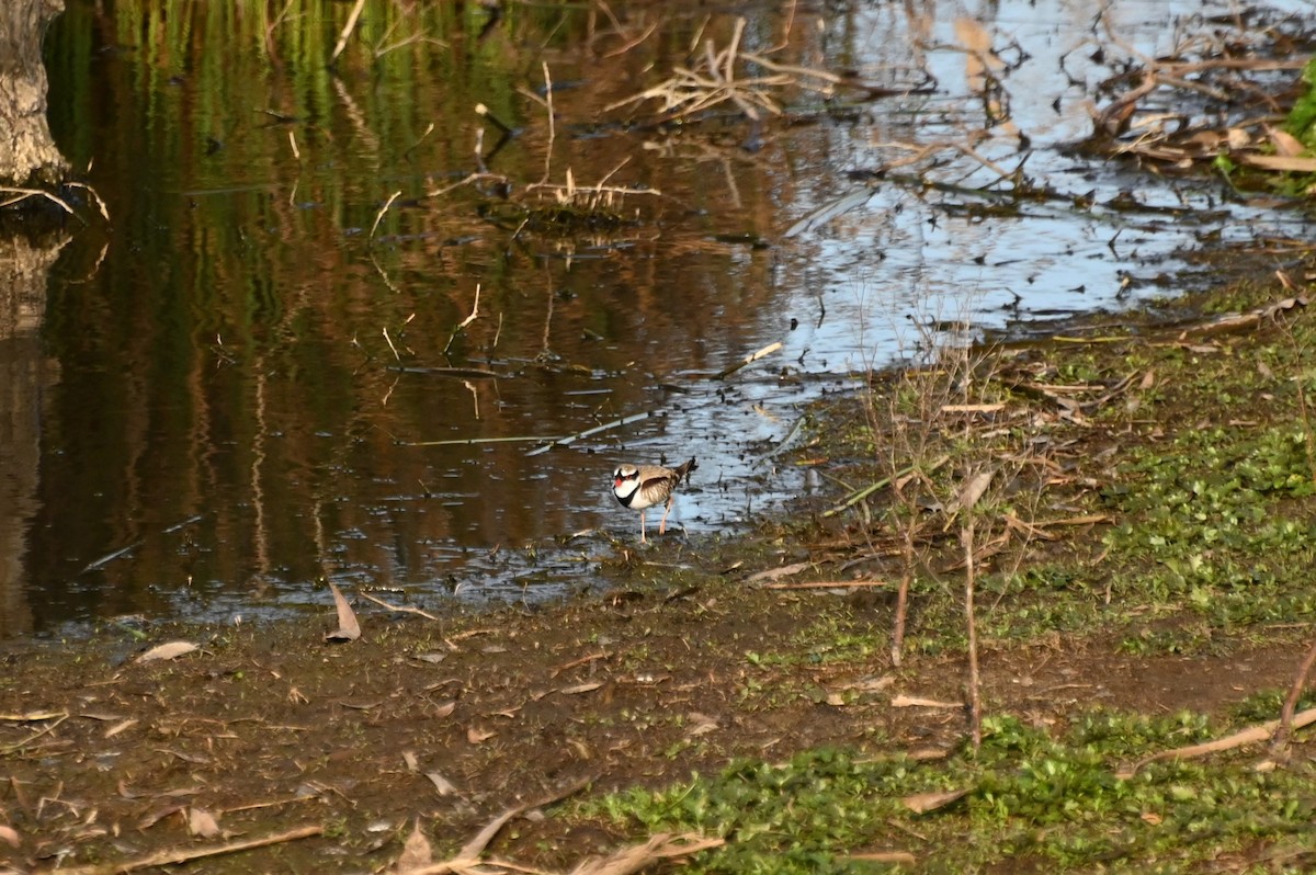 Black-fronted Dotterel - ML623870634