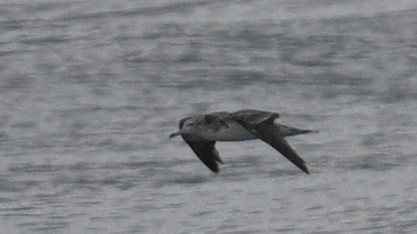 Streaked Shearwater - ML623870644