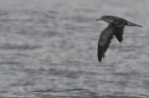 Streaked Shearwater - ML623870645