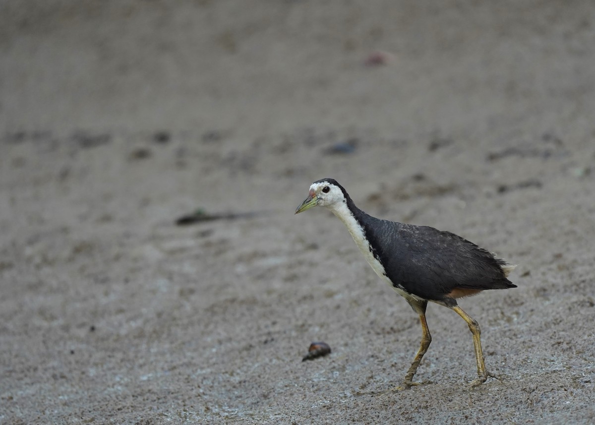 White-breasted Waterhen - ML623870652