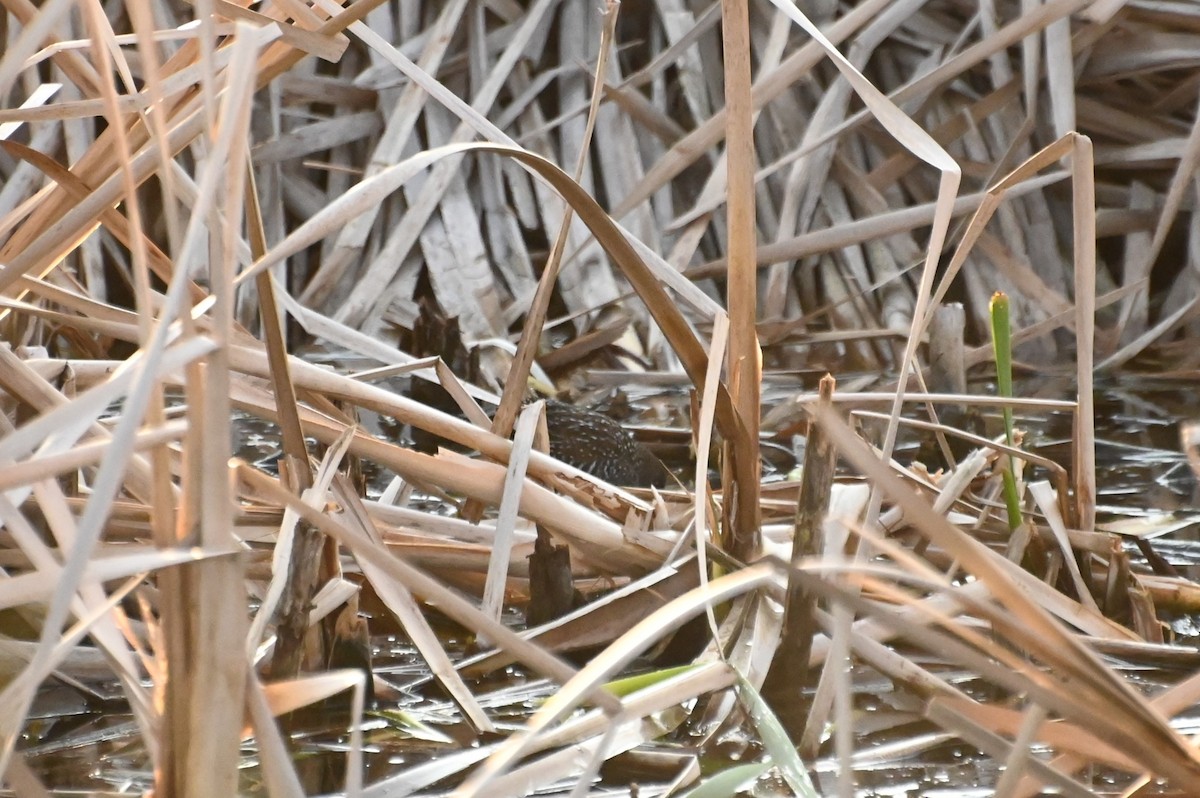 Australian Crake - ML623870673