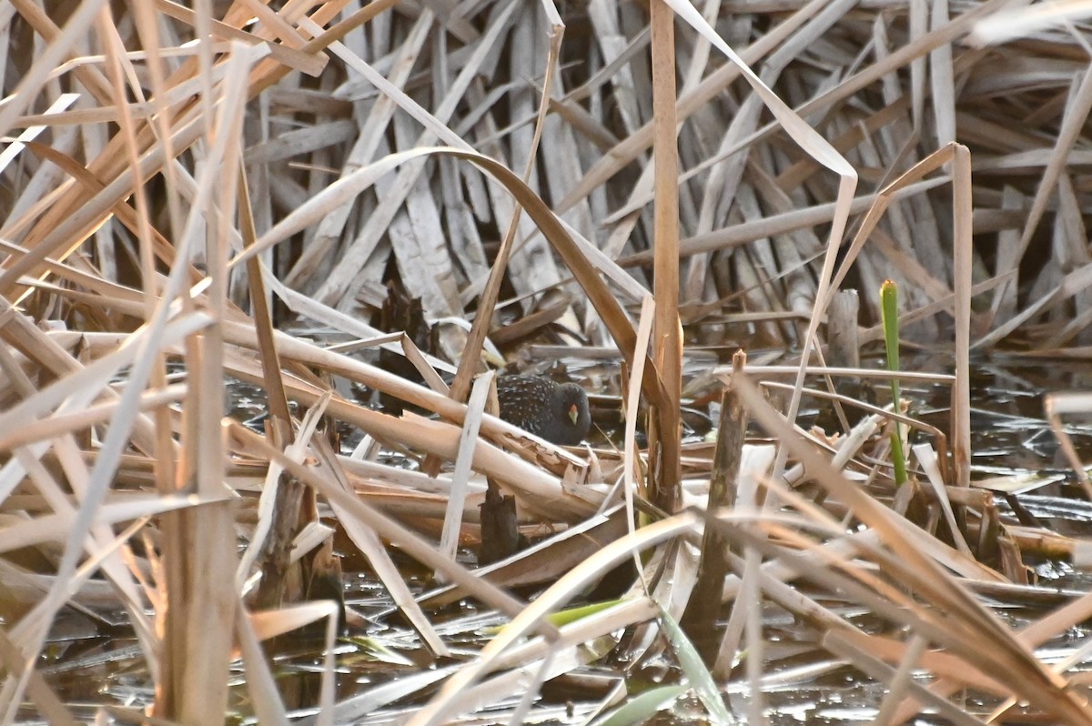 Australian Crake - ML623870674