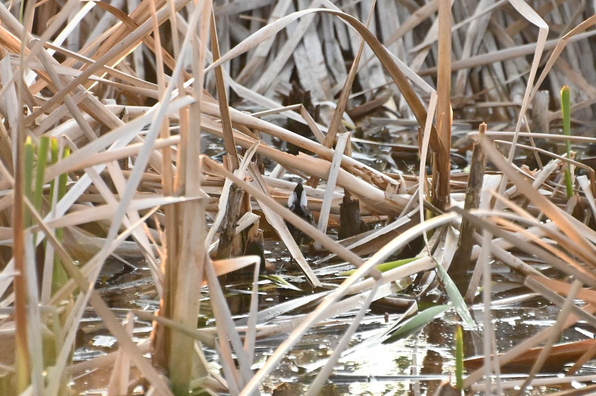 Australian Crake - ML623870675