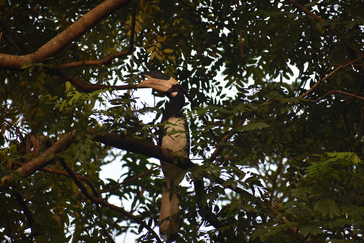 Malabar Pied-Hornbill - Pratik Chaudhary