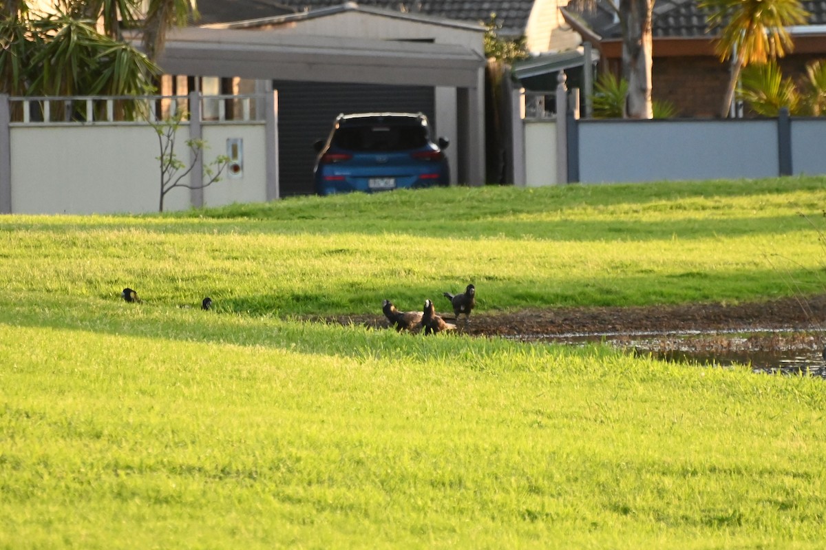 Yellow-tailed Black-Cockatoo - ML623870678