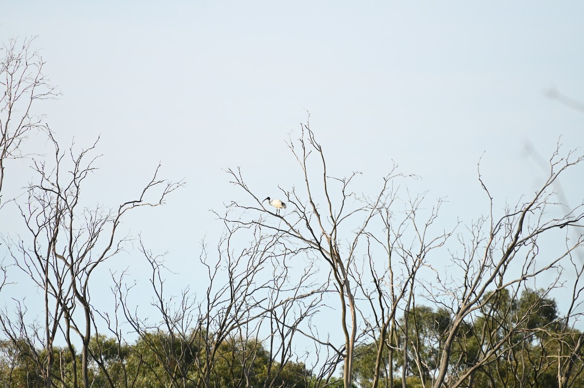 Australian Ibis - ML623870696