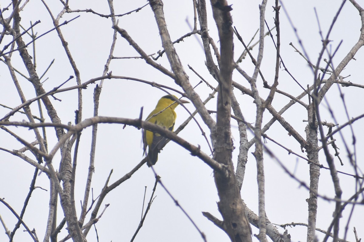 Black-naped Oriole - ML623870708