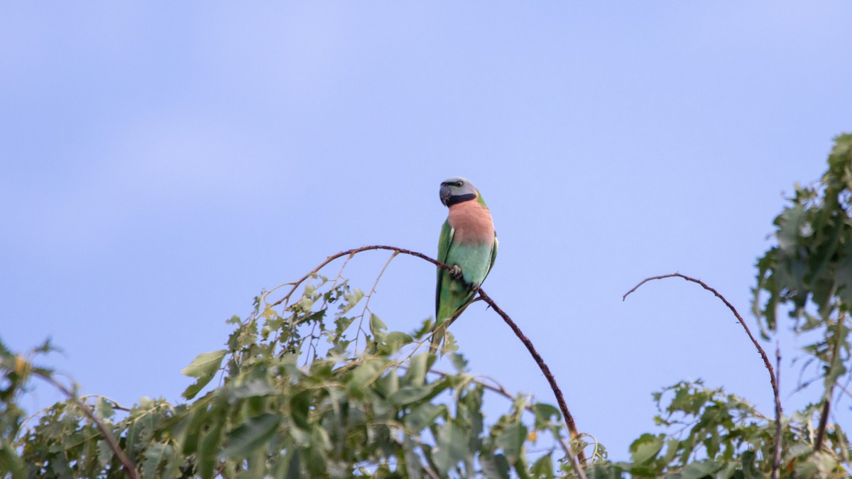 Red-breasted Parakeet - ML623870719