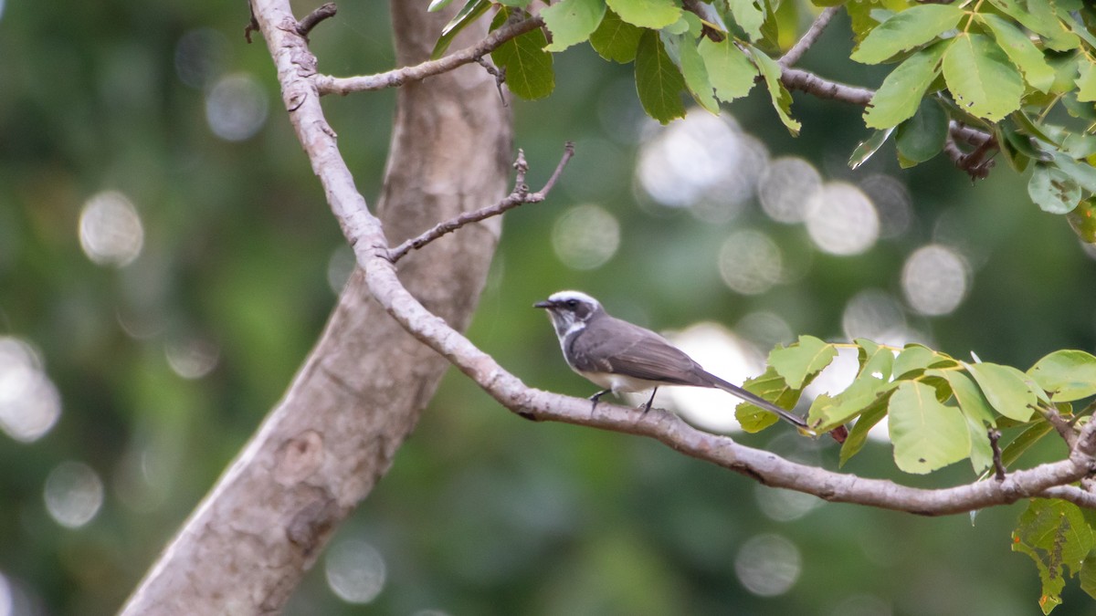 White-browed Fantail - ML623870729