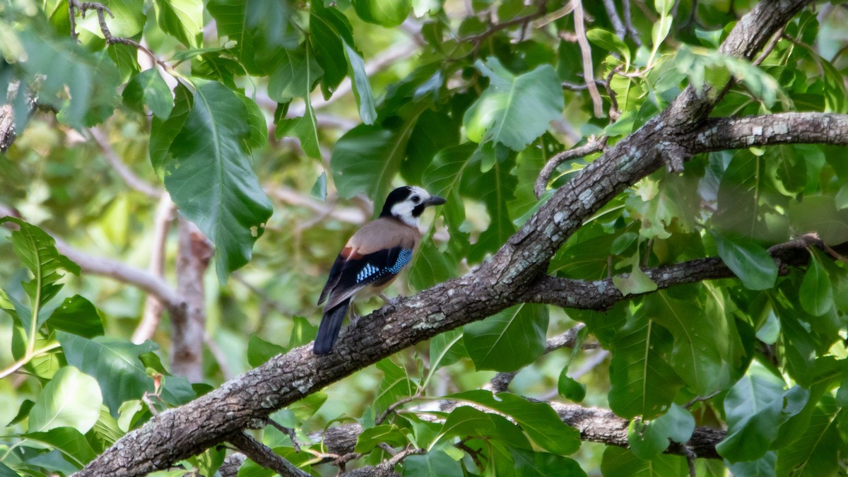 Eurasian Jay (White-faced) - ML623870744