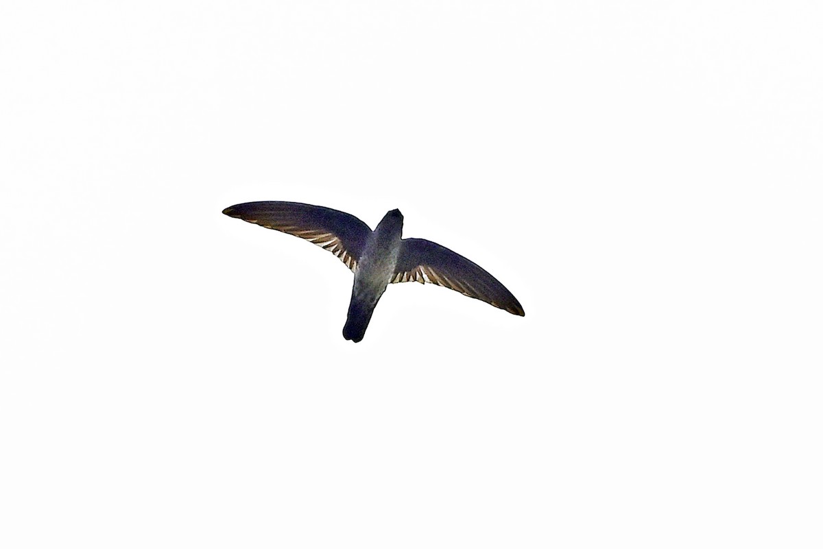 Plume-toed Swiftlet - Wachara  Sanguansombat