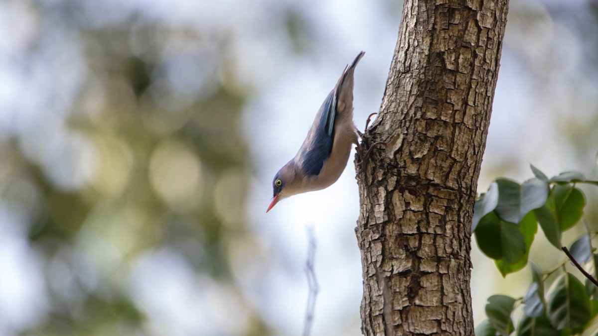 Velvet-fronted Nuthatch - ML623870747