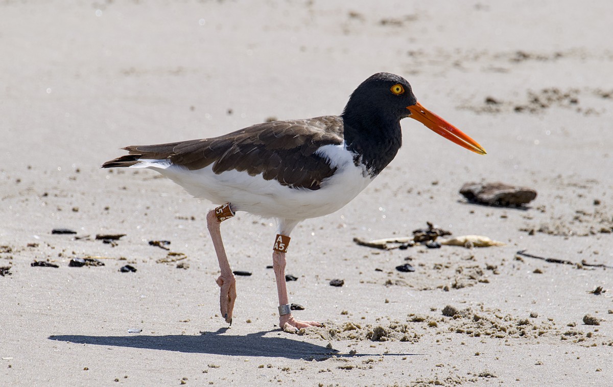 American Oystercatcher - ML623870758