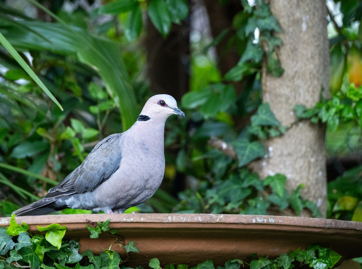 Red-eyed Dove - ML623870759