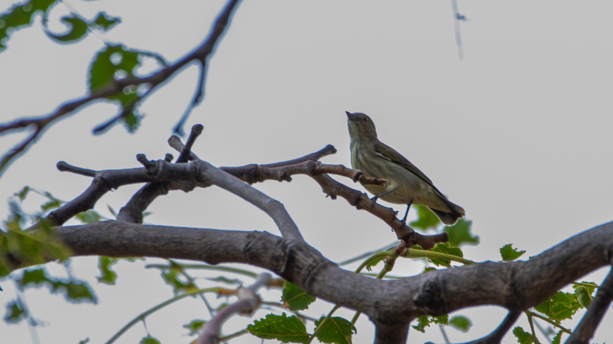 Thick-billed Flowerpecker - ML623870762