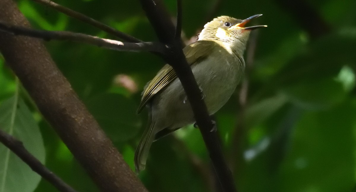 Yellow-spotted Honeyeater - ML623870783