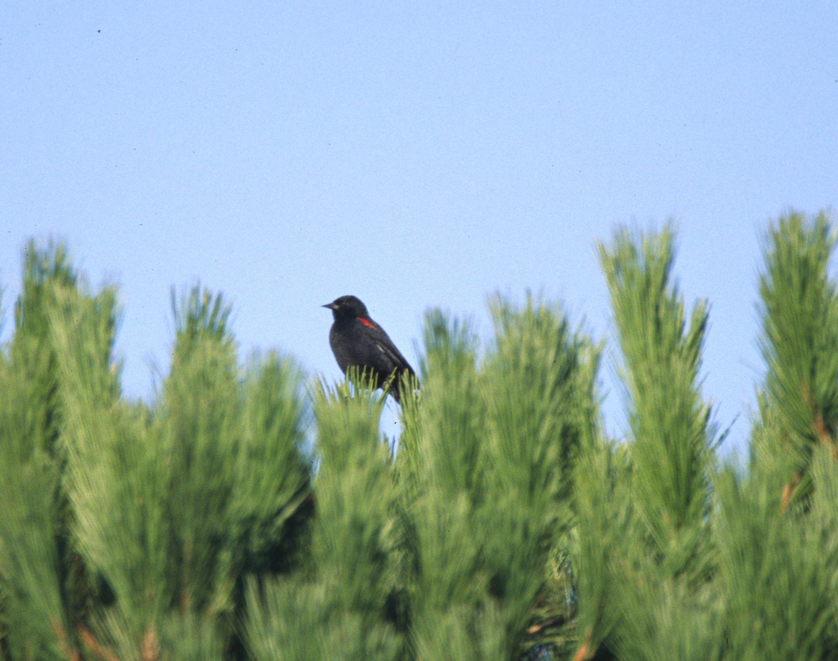 Red-winged Blackbird (California Bicolored) - ML623870797