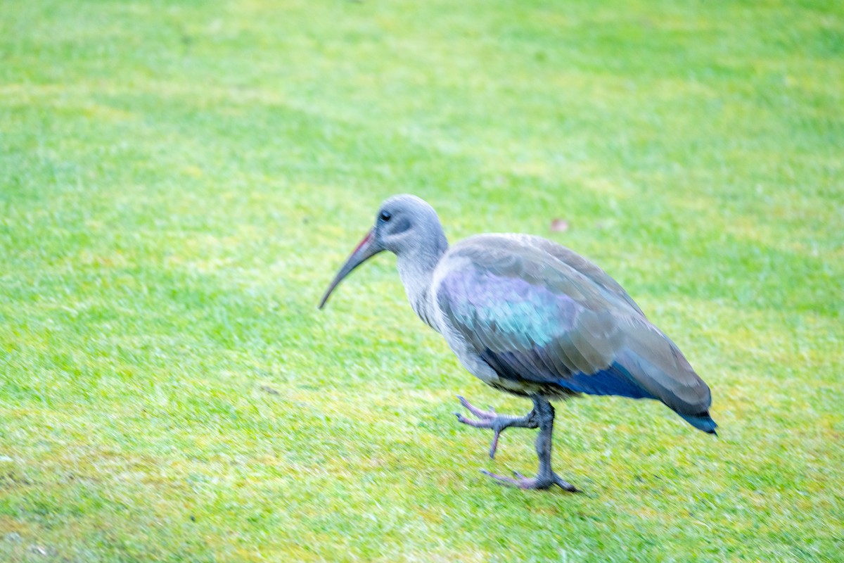 Hadada Ibis - ML623870814