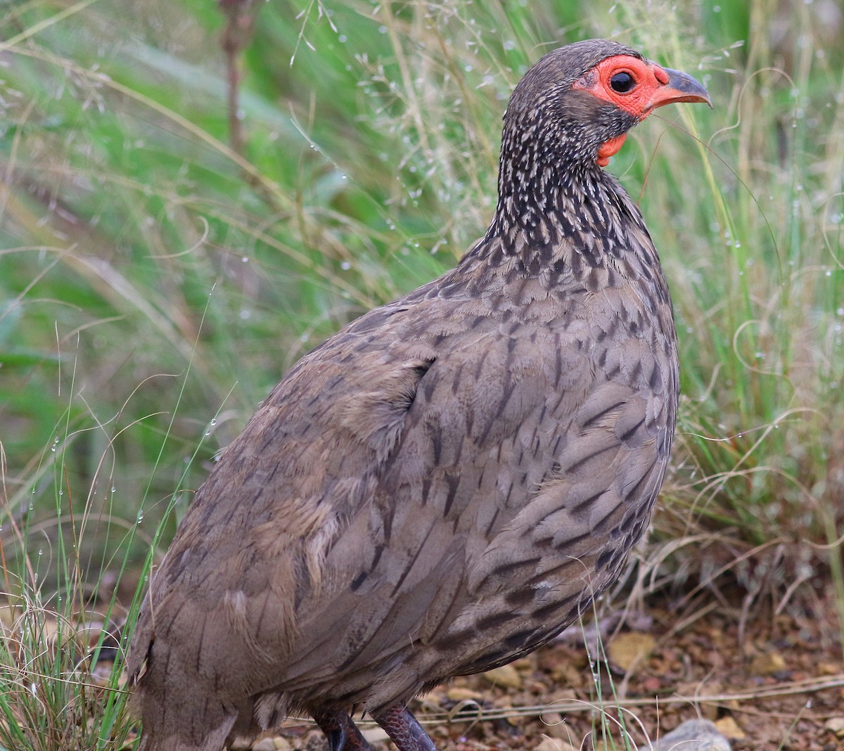 Swainson's Spurfowl - ML623870835