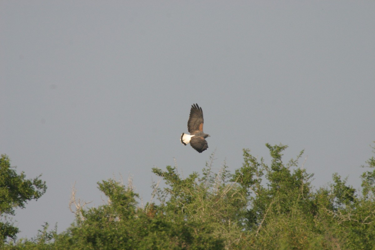 Weißschwanzbussard - ML623870836