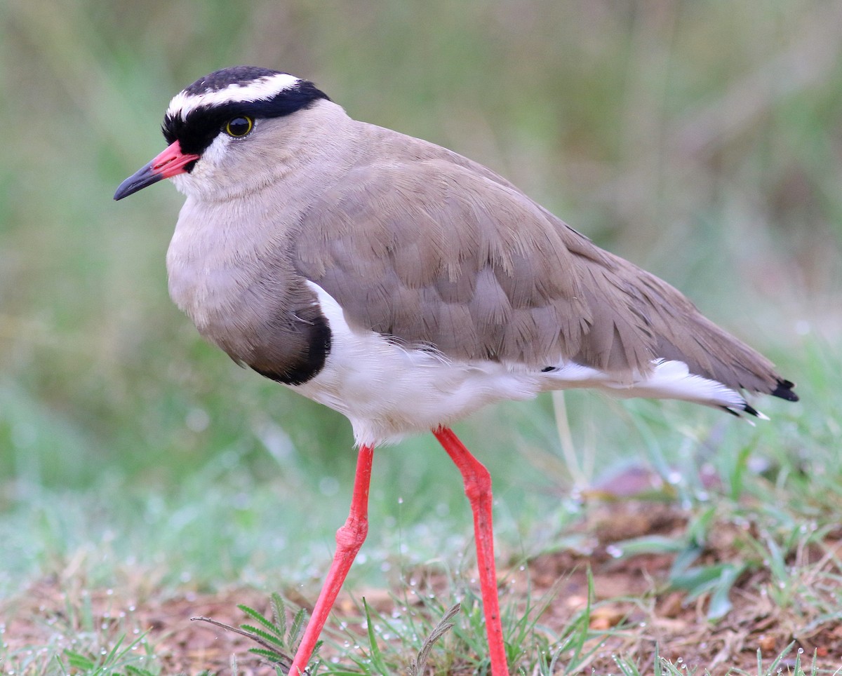 Crowned Lapwing - ML623870843