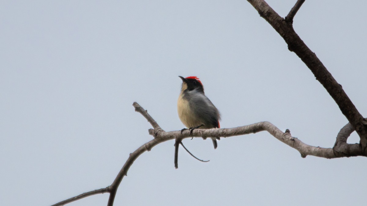 Scarlet-backed Flowerpecker - ML623870854