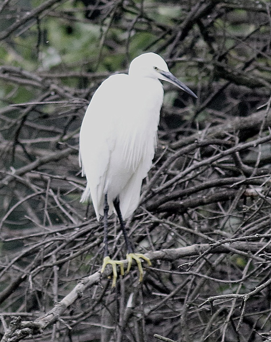 Little Egret (Western) - ML623870857