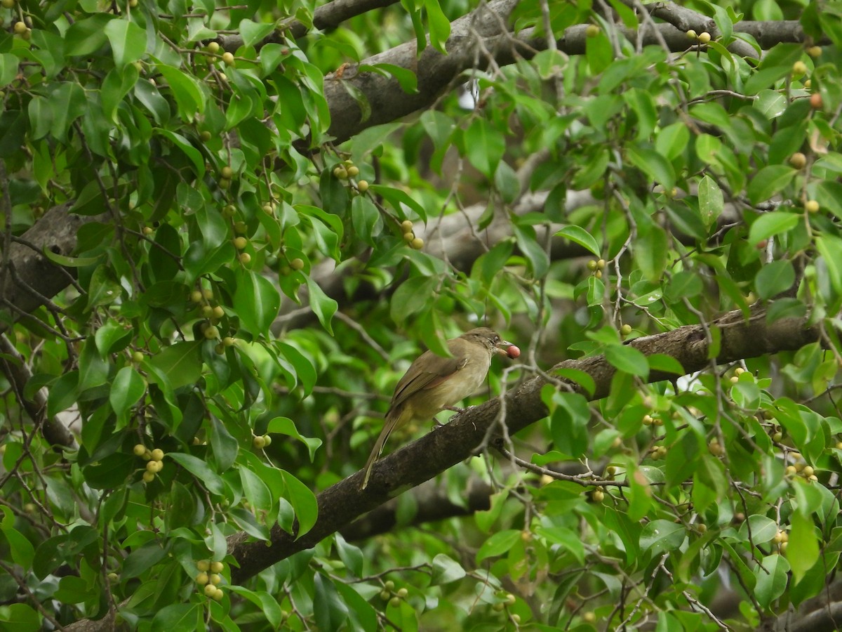 Streak-eared Bulbul - Jukree Sisonmak