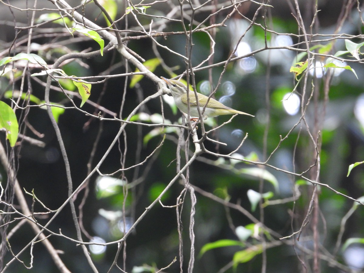 Eastern Crowned Warbler - ML623870877