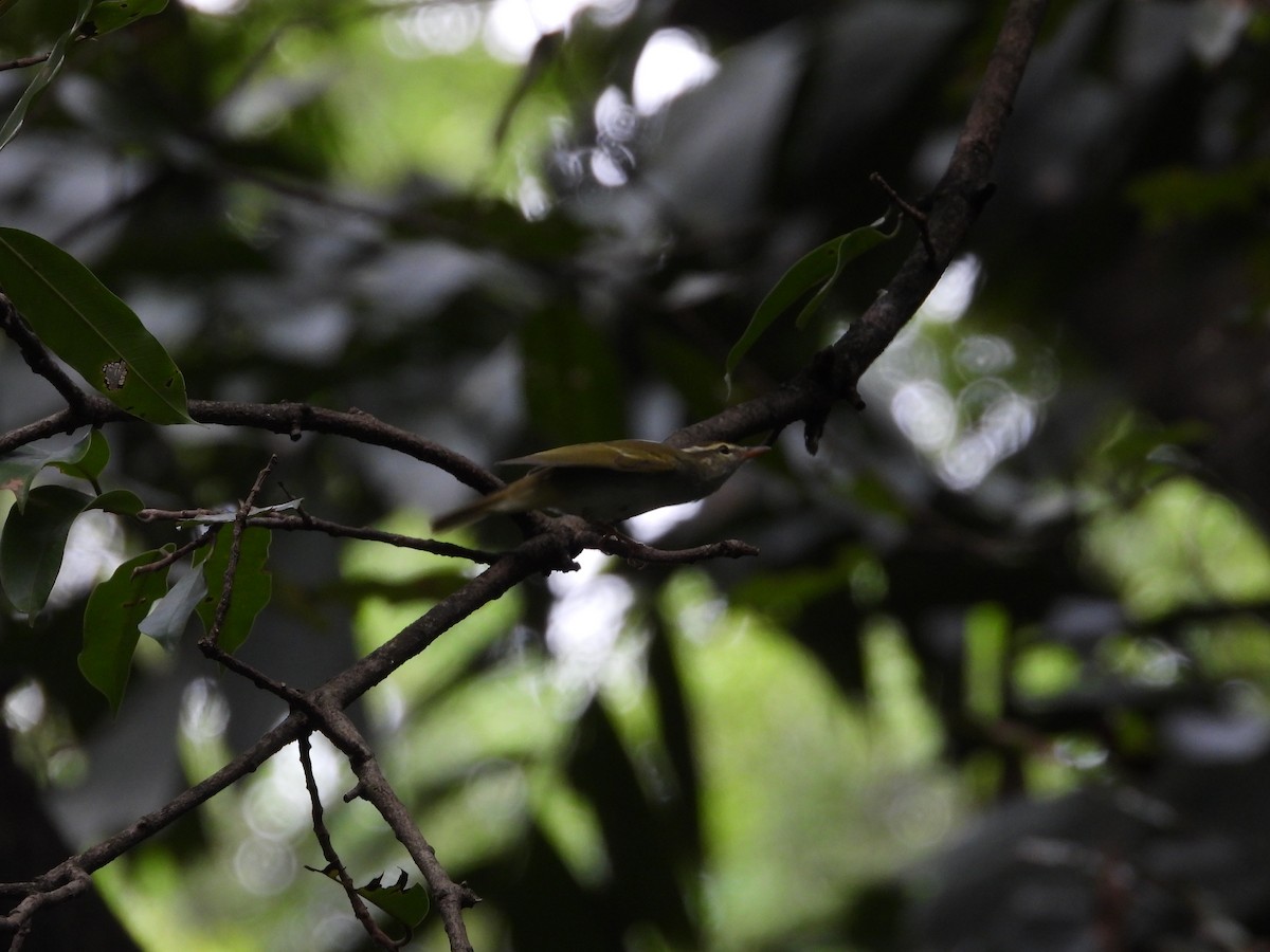 Eastern Crowned Warbler - Jukree Sisonmak