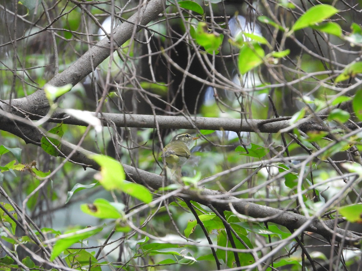 Eastern Crowned Warbler - ML623870879