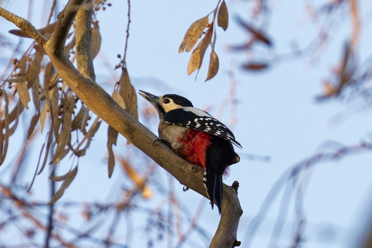 Great Spotted Woodpecker - ML623870887