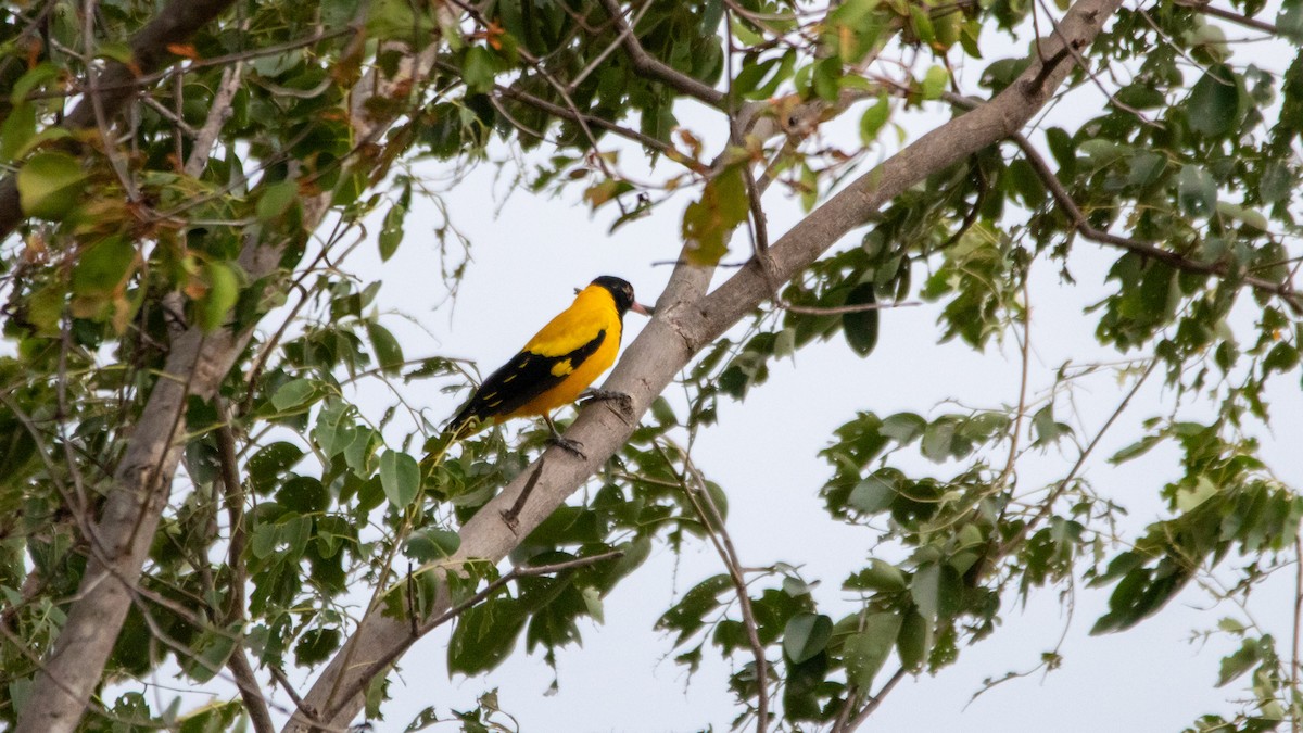 Black-hooded Oriole - ML623870889