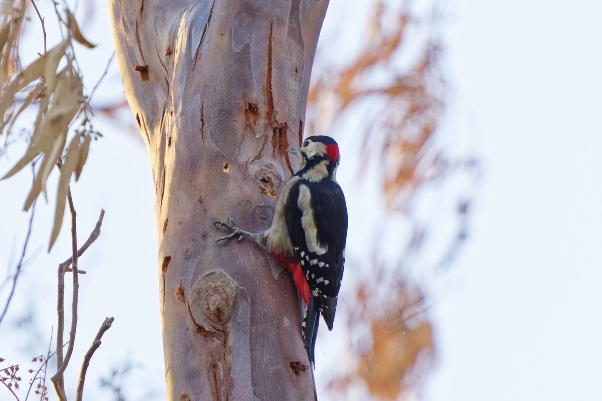 Great Spotted Woodpecker - ML623870891