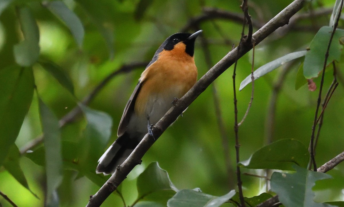 Spectacled Monarch - ML623870893