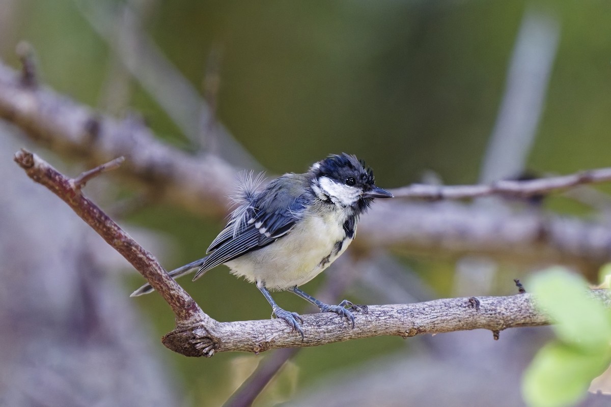 Great Tit - ML623870895