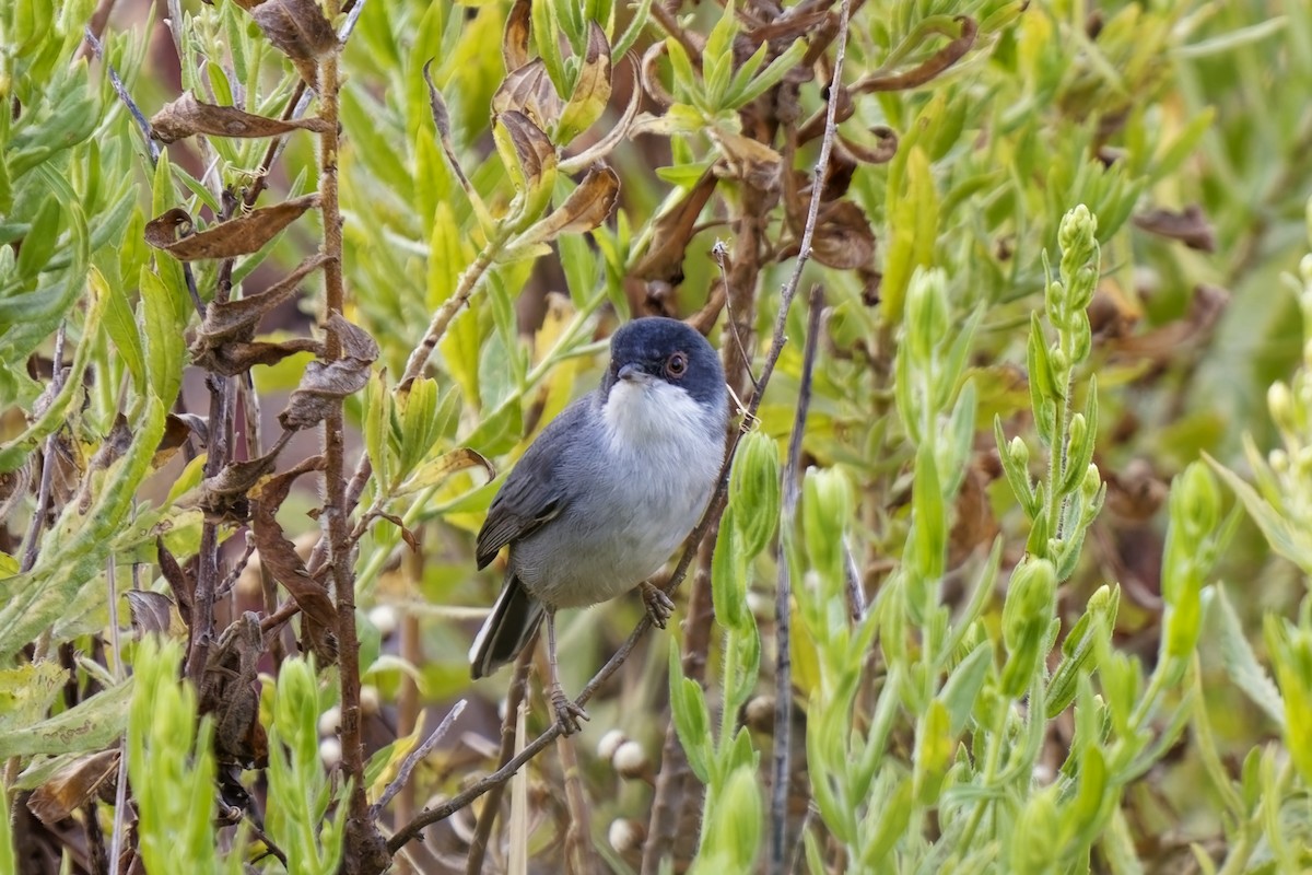 Sardinian Warbler - ML623870897