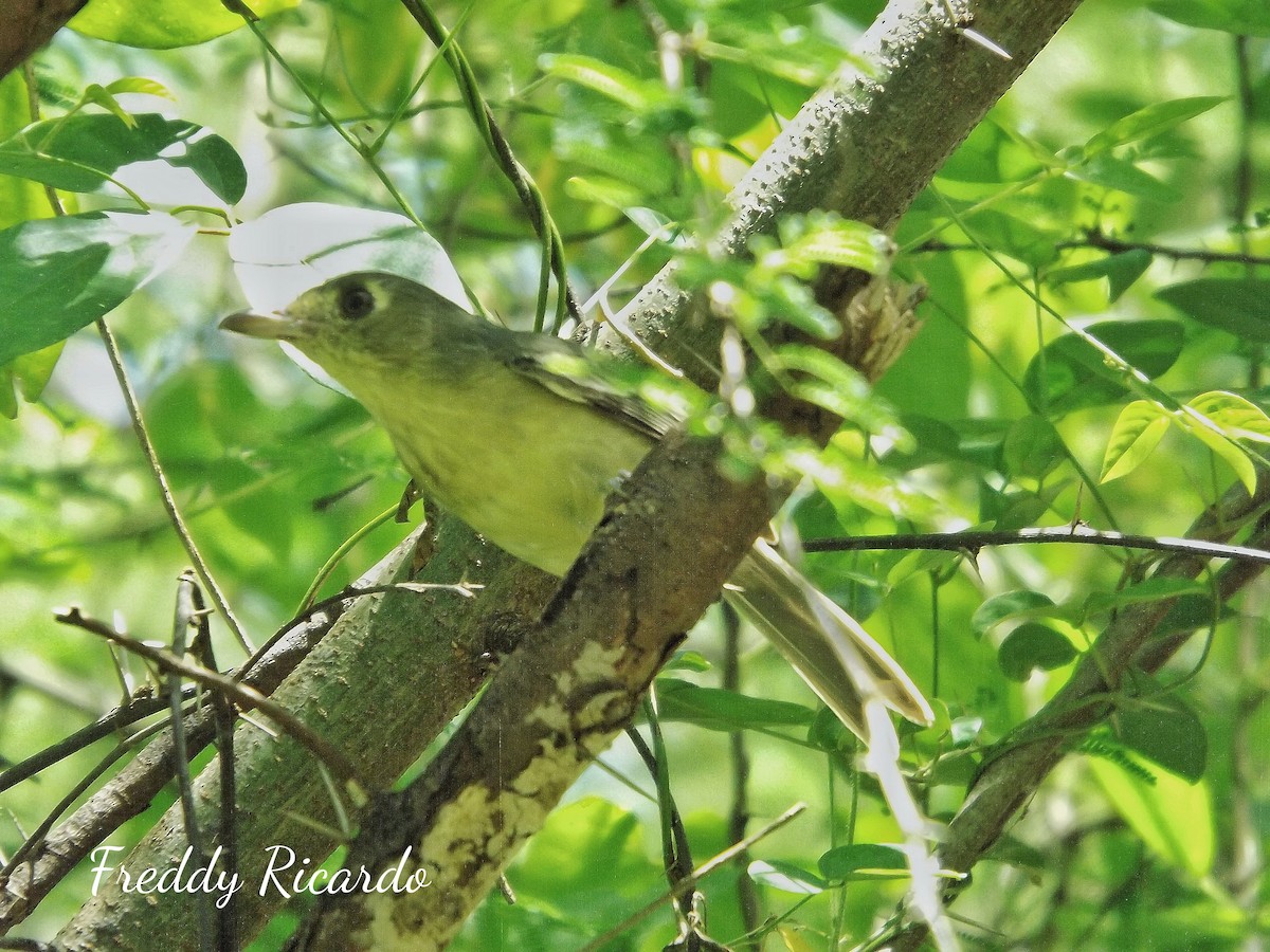 Cuban Vireo - ML623870901