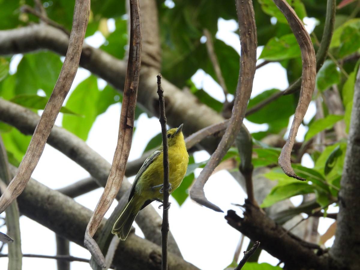 Common Iora - ML623870902