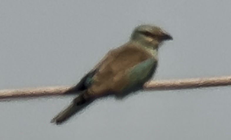 Karraka europarra - ML623870952