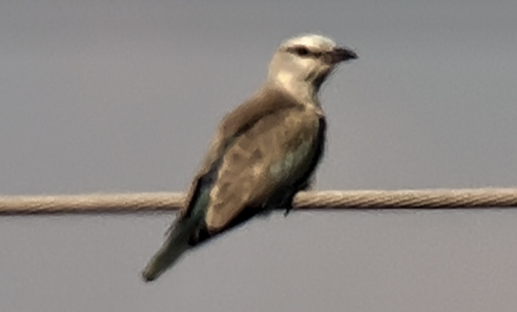 Karraka europarra - ML623870953