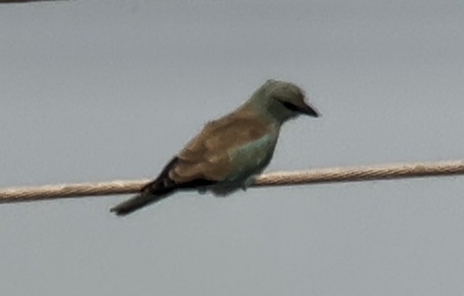 Karraka europarra - ML623870954