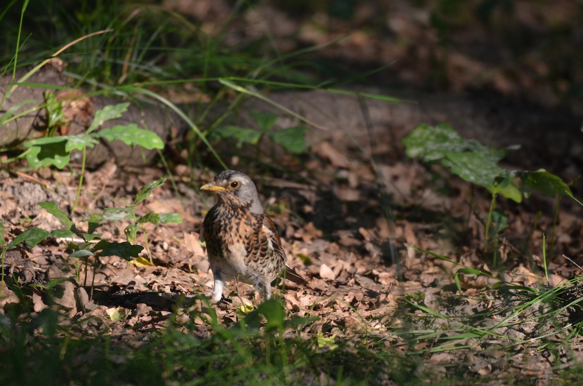 Fieldfare - Wojciech Rycerz