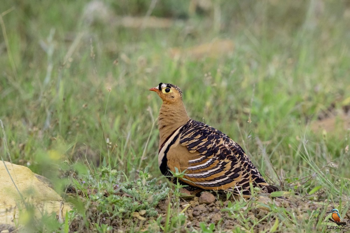 Painted Sandgrouse - ML623870982